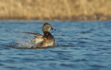 Fuligule a collier (femelle) /  Ring -necked duck (female)