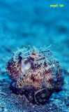 Coconut Shell Octopus