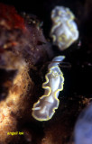Glossodoris pallida