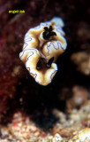 Glossodoris atromarginata