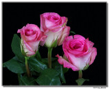 roses-1644-sm.JPG