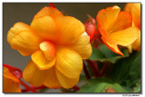 begonia-3782-sm.JPG