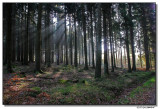forest-4927-sm.jpg