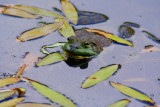 IMG_1205b.jpg