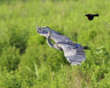 Being chased   Montezuma WLP  NY