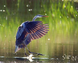 IMG_19698x10b.jpg