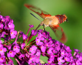 IMG_29988x10.jpg