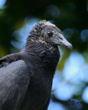 IMG_4046bc2.jpg