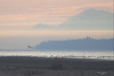 1-29  Mt Rainier 0088.jpg