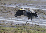 1-29 heron 0265.jpg