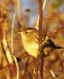 3-6 marsh wren 3424.jpg