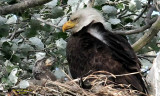 6-10 eagle family 1926.jpg