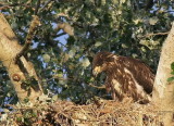 7-24 eaglet web  7753.jpg