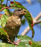 9-8 evening grosbeak 3000.jpg