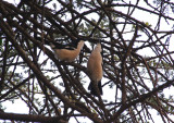 Birds mating