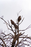 Up a tree