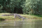 Croc by lake Chamo