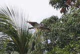 Fish eagle in flight