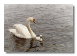 Swan2.jpg