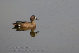 Sarcelle �Eailes bleues / Blue-winged Teal