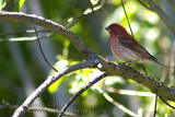 Roselin pourprE/ Purple Finch