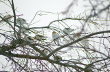 Bruant des Neiges / Snow Bunting