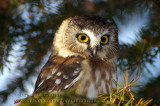 Petite Nyctale / Northern Saw-whet Owl