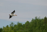 Plican dAmrique / American White Pelican