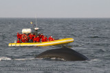 Les Baleines du St-Laurent / Whales of the St-Lawrence