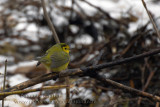 Paruline ECapuchon / Hooded Warbler