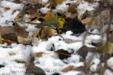 Paruline ECapuchon / Hooded Warbler