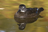 Canard Branchu ( fem ) / Wood Duck ( fem )