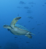 Galapagos 06 58.jpg