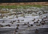 Ducks on a field