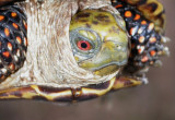 Ornate box turtle