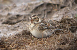 Lapland Longspur