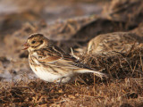 Lapland Longspur