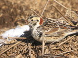 Lapland Longspur