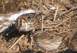 Lapland Longspur