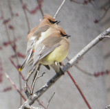 Cedar Waxwing