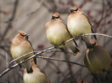 Cedar Waxwing