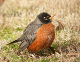 American Robin