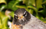 American Robin