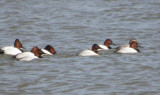 Canvasback