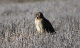 Northern Harrier