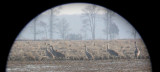 Sandhill Cranes