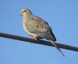 Mourning Dove