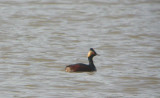 Eared Grebe