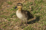 Mallard duckling