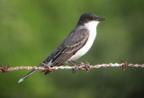 Eastern Kingbird